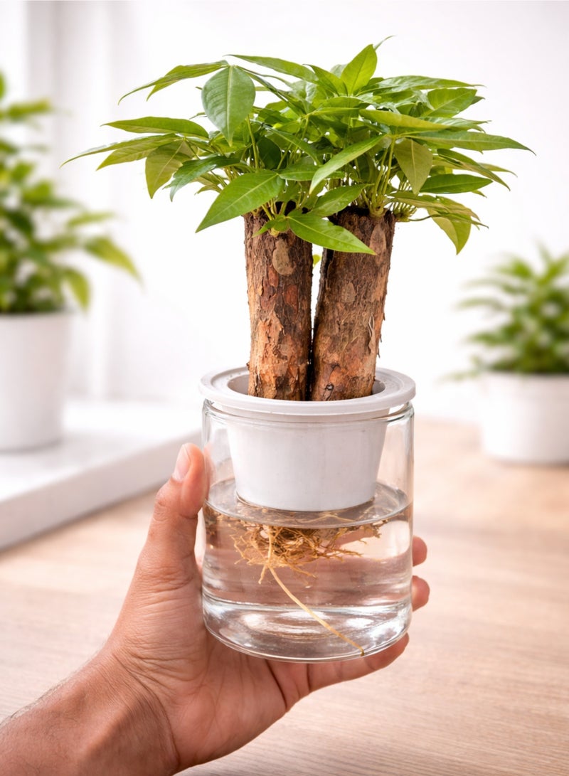 بلانت نبتة شجرة المال الداخلية مع وعاء ذاتي الري | نبات الباتشيرا أكواتيكا الطبيعي | نبتة الحظ للمنزل والمكتب | نبات منزلي أخضر مزخرف - Image 3